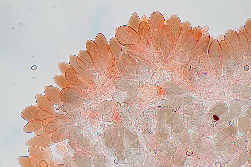 Pluteus cf diettrichii